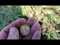 Не то за металлом,не то по монеты! Два в одном!....#копстарины #металлокоп #metaldetecting #коп2024