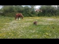 Foal playing with Shar pei Dog!