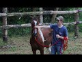 How To Pet A Horse Correctly... DON'T Do It Wrong!