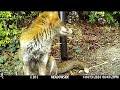 ep.19 (FULL LENGTH VERSION) Fox Kerplunk at Meadowside