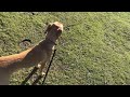 Dog recall training using a whistle and positive reinforcement - Teaching a dog to come when called.