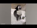 Tuxedo cat behavior! Funny cat videos