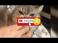 New Funny Animals 😂Funny Videos of Cats and Dogs😹 Things😹(3)