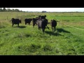 Moving cows on Green Grass Ranch