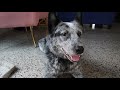 A Day in the Life of My Blue Heeler | A Day in the Life of an Australian Cattle Dog