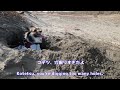 【パピヨンとコーギーのミックス犬】愛犬コテツは穴掘り上手　My dog ​​Kotetsu is good at digging holes