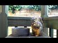 Squirrel Cracking Open Hazelnuts - Dash