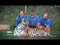 I Train 400lb Tigers For Movie Stunts  | LIVING WITH TIGERS SEASON