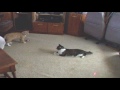 Funniest Cat Video Ever #1 Older Cats Chasing Red Light