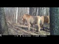 Two months' footage from a Camera Trap in the Chornobyl Exclusion Zone. January - March of 2022