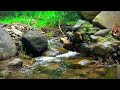 Gentle River Sounds Nature Flowing to Sleep, stream water trickling sounds for Meditation and Sleep