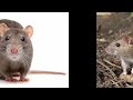 EPIC RAT SLIDESHOW!!!!!!!!!! ARE YOU FEELING DOWN? WATCH THIS RAT!!!!!!!!!!!!!!!!!!!!!!!!!!!!!!!!!!!