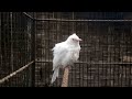 SUARA BURUNG KUTILANG ALBINO MATA MERAH GACOR