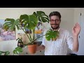 This is a better way to propagate your Monstera