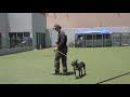 How To Leash Train Your Dog Using a Long Line - Robert Cabral Dog Training Video