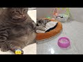 Funny Cat Videos of 2024 😍 Try not to laugh