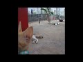 🤣🐕 Best Cats and Dogs Videos 😹🙀 Funny Animal Videos # 20