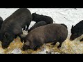 American Guinea Hogs - for sale Michigan