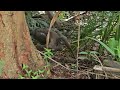 Hadada ibis Birds #kenya #birds