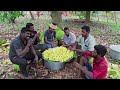 JACKFRUIT HARVESTING & EATING on the Jackfruit tree | Fresh jackfruits cutting and eating