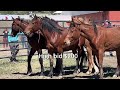 MUSTANG Auction ~  These horses were gorgeous!