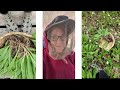 Foraging for Wild Leeks or Ramps at Riverbend
