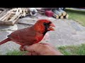Friendly cardinal