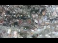 Banded jawfish (Opistognathus macrognathus) with eggs