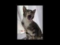 New Funny Cats and Dogs Videos 🙀🐱 Funny Cats Moments 🤣🙀