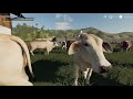 FS19 | #2 VACAS Nuevo Ganado Cebú Brahman | Trailer Wilson Jaula Ganadera