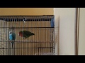 Parakeet and Love bird in Love