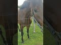 Cameo & Alton enjoying an afternoon in June.