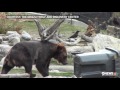 Grizzly bear attempts to open 'bear-proof' trash can