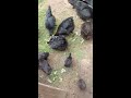 Bell Training chickens