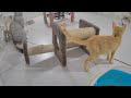 TRY NOT TO LAUGH 🐱😍 Funny Cats Moments 2024 🙀🤣