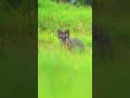 Stare down with a grey fox #wildlife