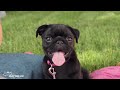 Dog Sleep Music for Dogs🐶Reduce anxiety Stress for pets🐶💖Relax my dog🎵Healingmate