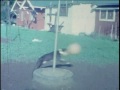 Dog Plays Tetherball