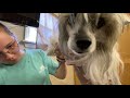 Dog Show Grooming: How To Groom a Hairless Chinese Crested
