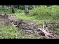 Coconut harvest