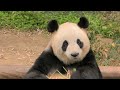 할부지와 바오가족의 행복한 이야기 (전할시 미공개 영상) Panda Clip