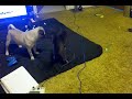 Pug and Cat Play with Laser