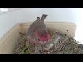 Love in the Air: Watch House Finches Build a Nest