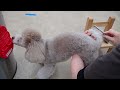 犬の幼稚園 ハニちゃんとトレーニング