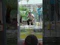 alligator show