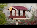 Birds Chirping - 11 Hours Birdsong to Relieve Stress and Sleep Better, Soothing Sounds of Nature