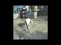 New Funny Cats and Dogs Videos 🐕😂 Funny Cats Videos 😍😹