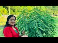കറിവേപ്പ്‌  തഴച്ചു വളരാൻ ചെയ്യേണ്ടത് | curryleaf cultivation tips in Malayalam|Naathoons Spice World