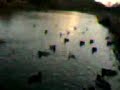 Swimming ducks in Tiverton