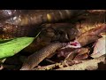 Cobra 🐍 | Amazing Animals